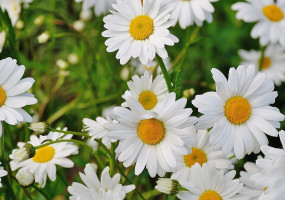 daisy flower spring - pricing for mindfulness retreat 