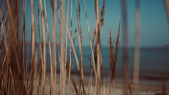 Grass in front of beach