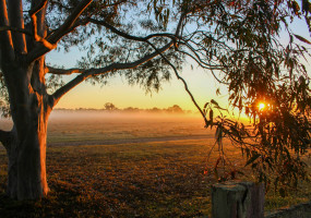 gum tree
