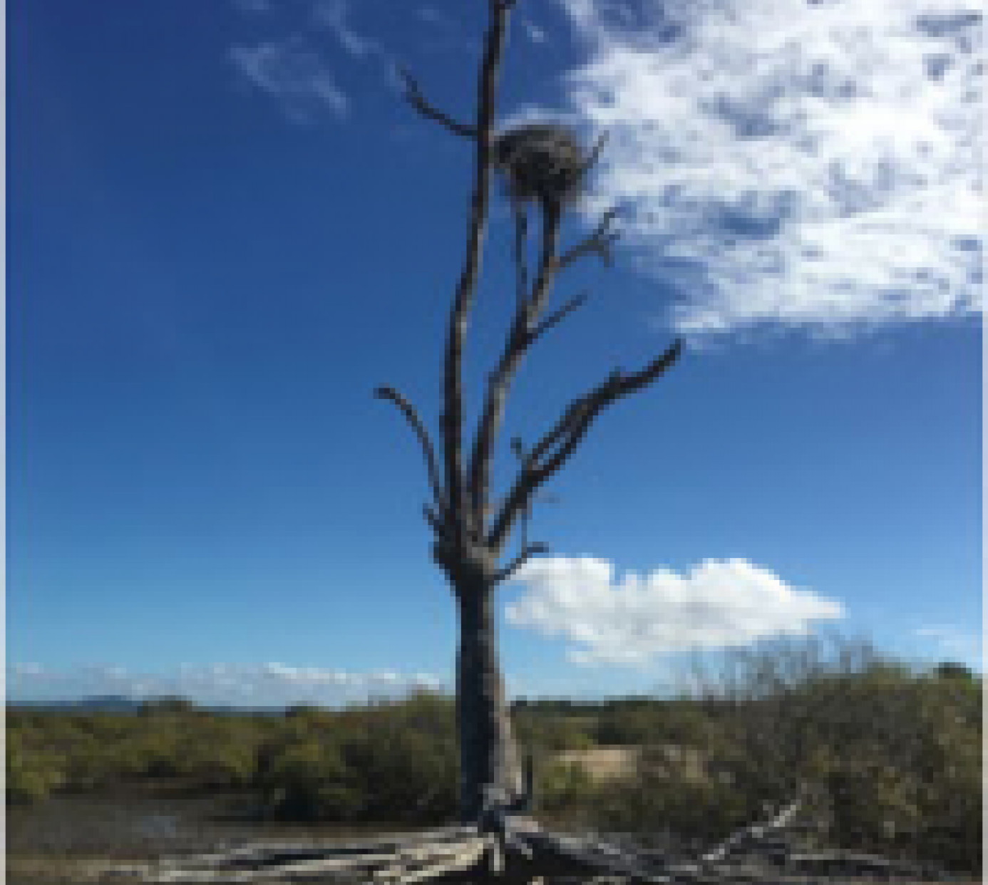 expsed tree roots