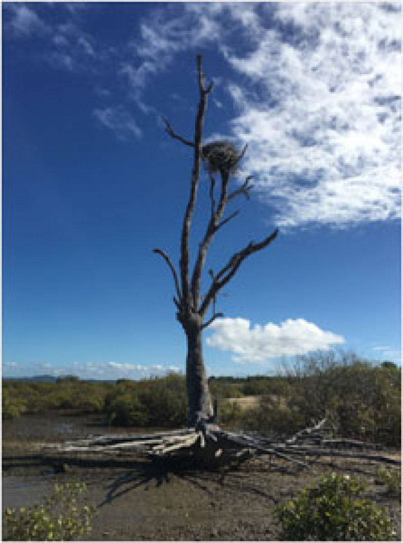 expsed tree roots