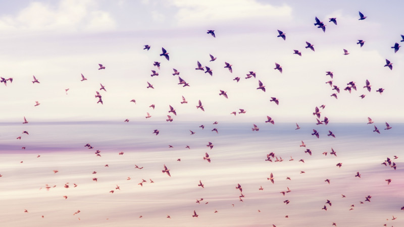 birds