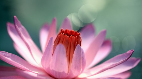 Nature flowers pink macro 2560x1600