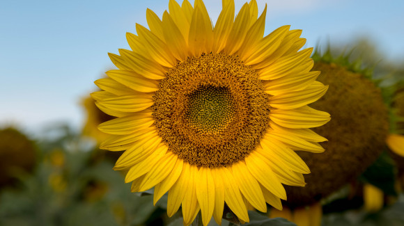 sunflower 1