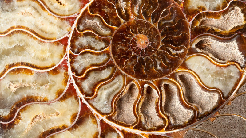 bigstock Beautiful Ammonite Mineral 59175020