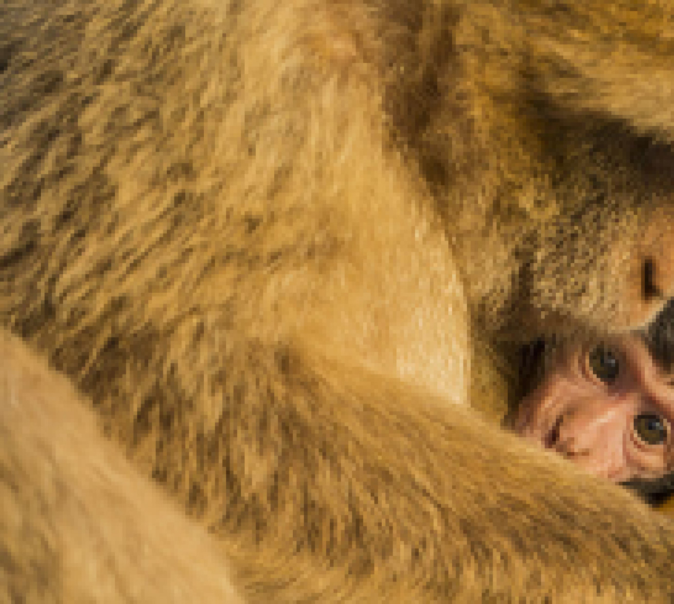 Openground A Baby Berber Monkey With Its v2