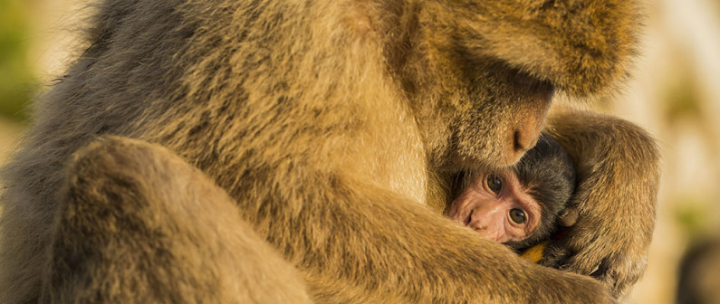 Openground A Baby Berber Monkey With Its v2