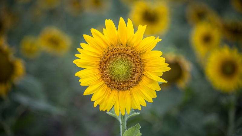 Sunflower singular
