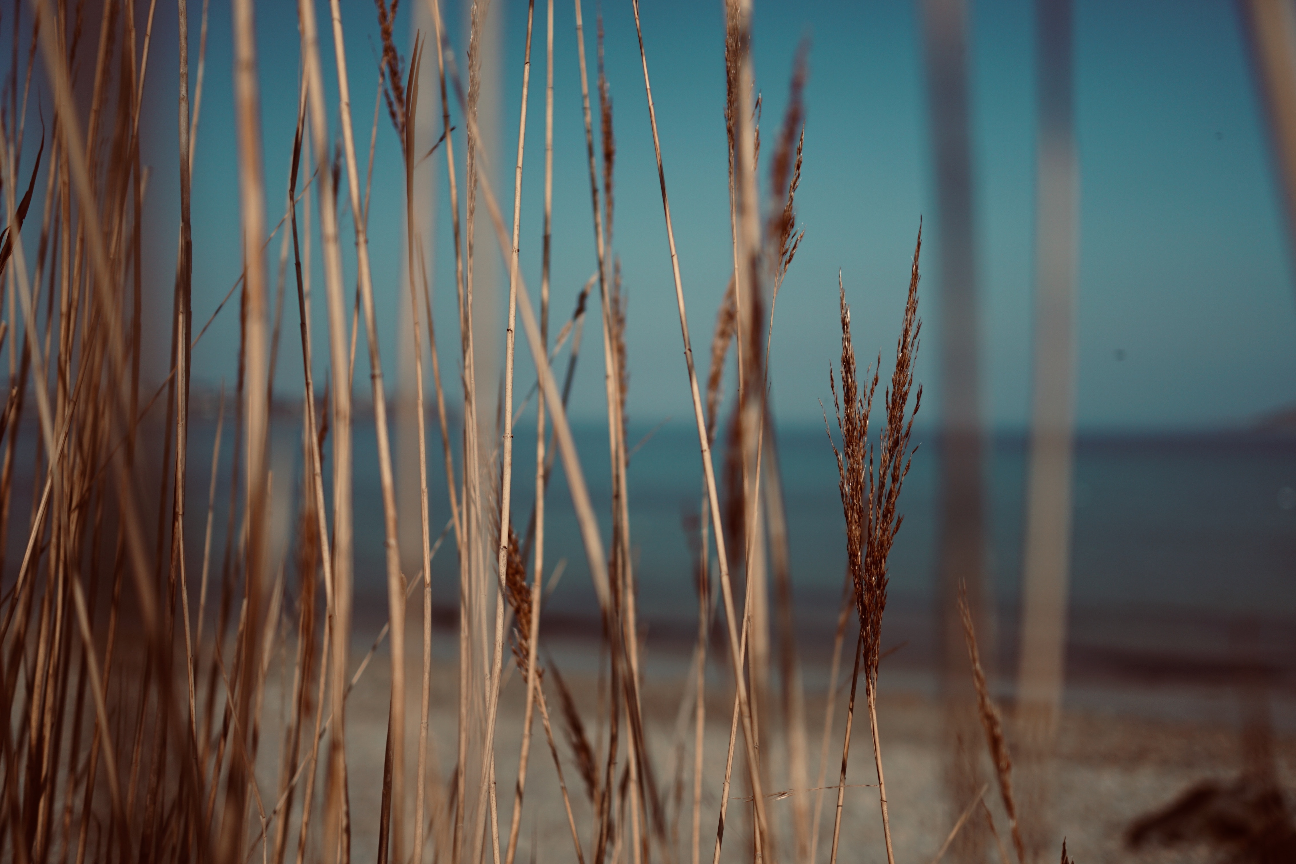 Grass in front of beach v2