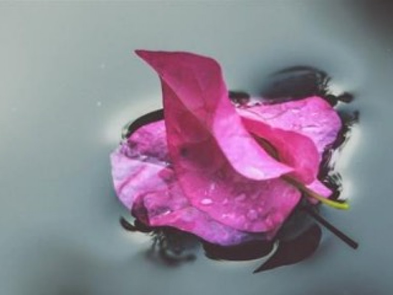 flower-equanimity-riding the waves of feeling tone