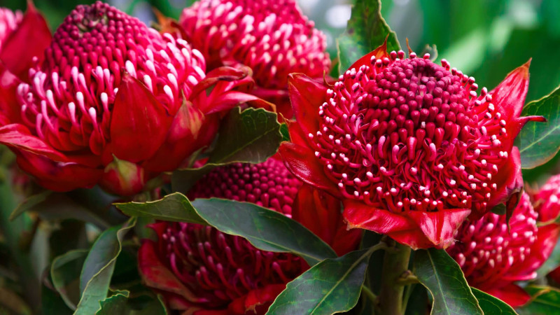 Madeira Flowers Gembrook Telopea Waratah Speciosissima. 485879376 2125x1416