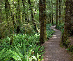 Hepburn Springs explore walking tracks forest