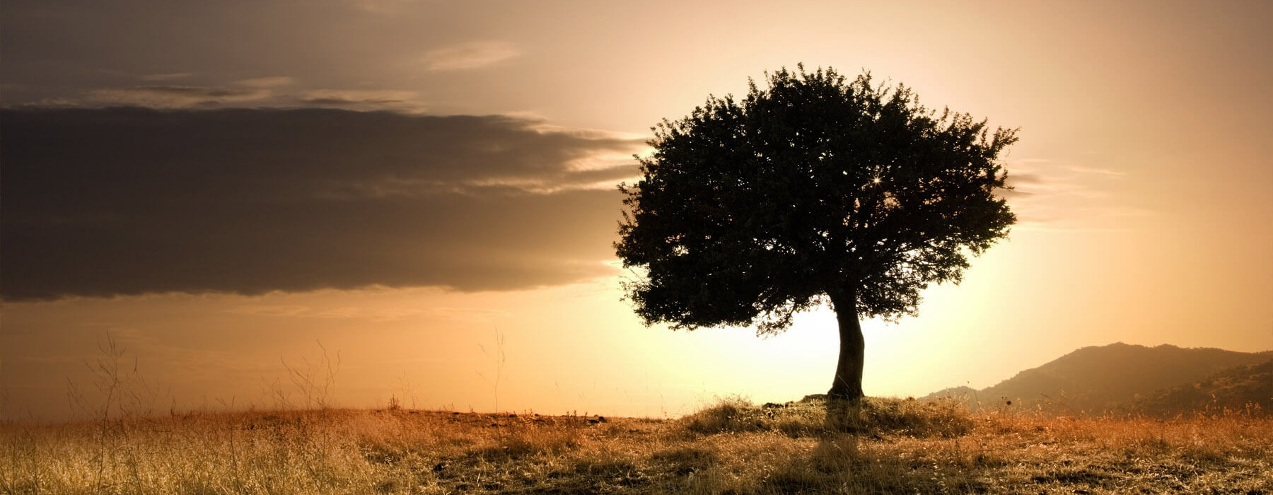 openground tree