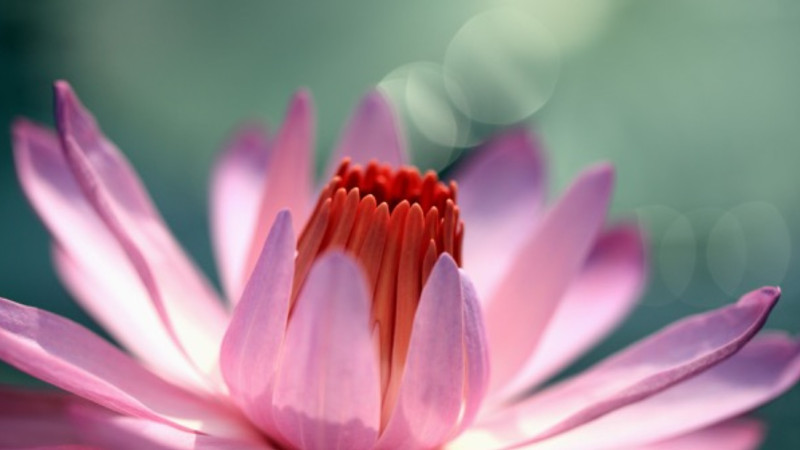 Sydney Mindfulness Flowers 